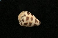 藏品(斑芋螺)的圖片